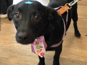 Cachorro raça SRD-ViraLata idade 7 a 11 meses nome Théo