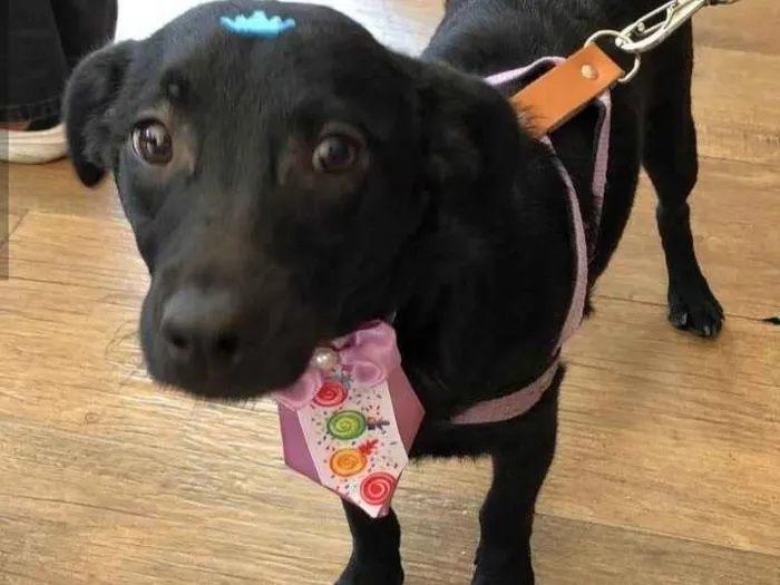 Cachorro ra a SRD-ViraLata idade 7 a 11 meses nome Théo