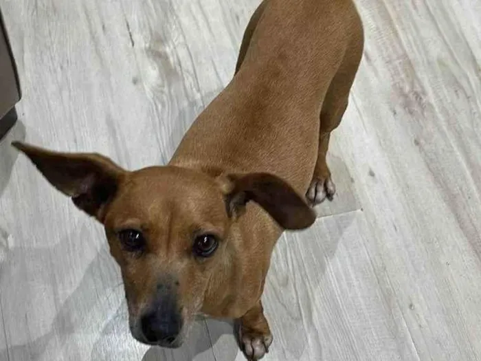 Cachorro ra a SRD-ViraLata idade  nome Panqueca