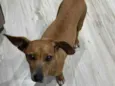 Panqueca