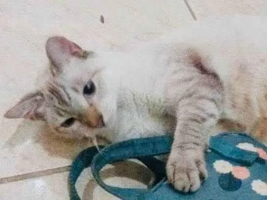 Gato ra a SRD-ViraLata idade 1 ano nome Frozen 