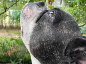 Cachorro raça Bulldog Francês idade 3 anos nome Frodo