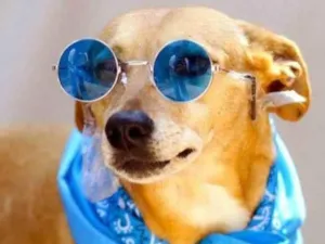 Cachorro raça SRD-ViraLata idade 3 anos nome Balderete