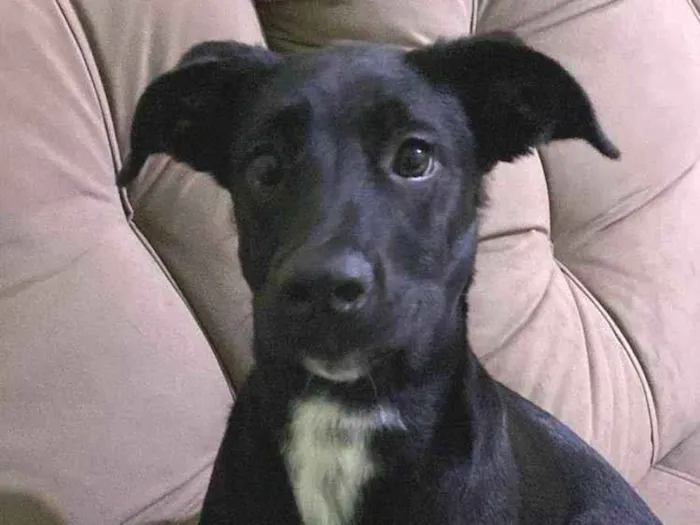 Cachorro ra a Coni corso com pastor alemão  idade 2 a 6 meses nome Pandora 