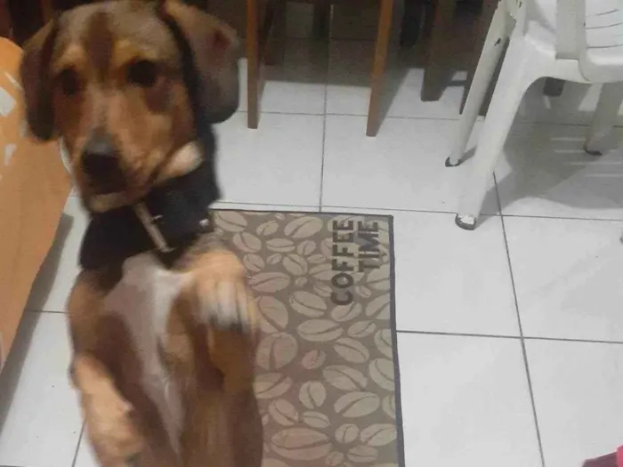 Cachorro ra a nao sei se tem raça mas parece basset idade 3 anos nome SCOTT