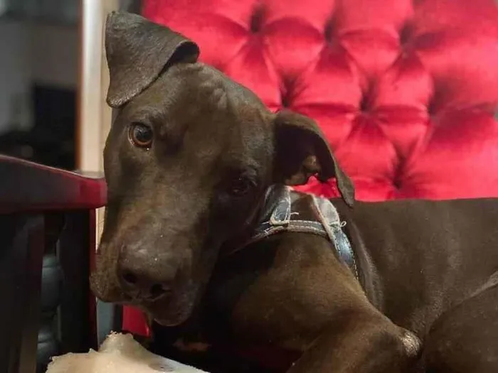 Cachorro ra a SRD-ViraLata Mix de Staffordshire Bull terrier idade 1 ano nome Gilda - Mix de Staffordshire Bull terrier
