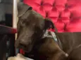 Gilda - Mix de Staffordshire Bull terrier