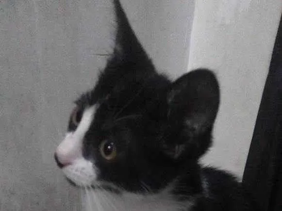 Gato ra a Não sei  idade Abaixo de 2 meses nome Mia