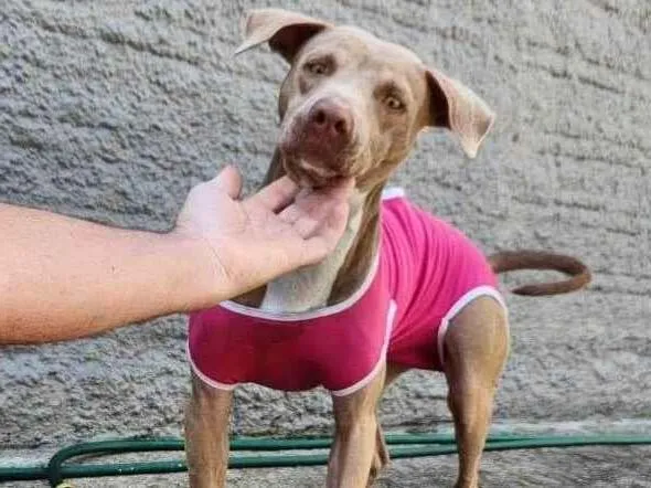 Cachorro ra a Pitbul  idade 2 a 6 meses nome Não sei 