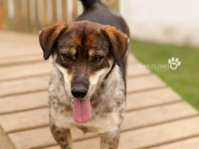 Cachorro ra a  idade 7 a 11 meses nome Não sei 