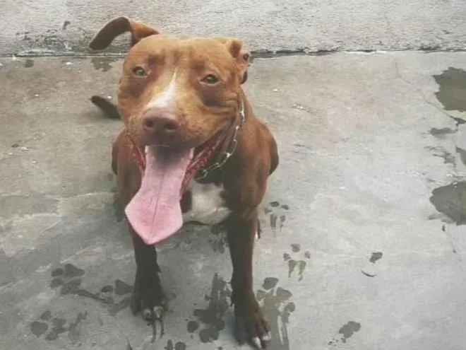 Cachorro ra a Pit-Bull idade 1 ano nome Kiko