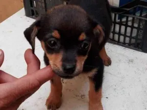Cachorro raça SRD idade 2 a 6 meses nome SUSY