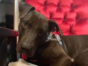 Cachorro raça SRD-ViraLata idade 1 ano nome Gilda 