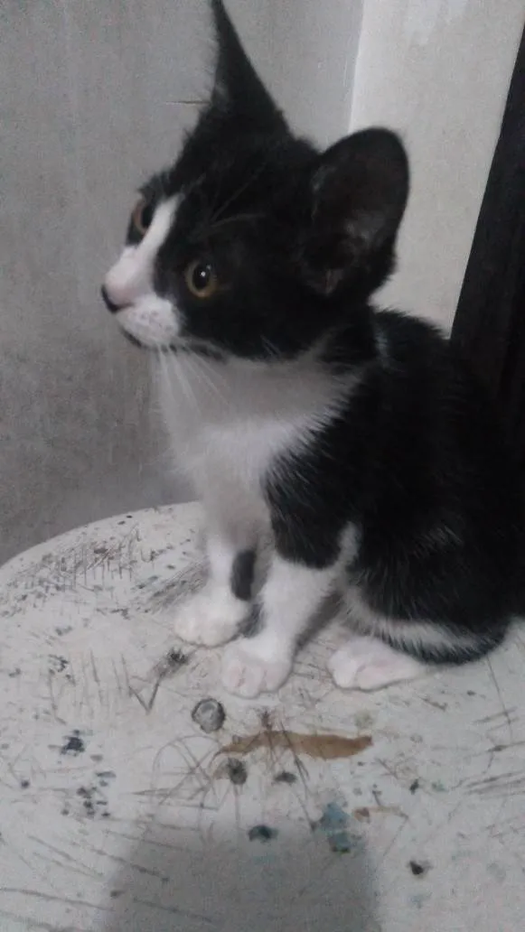 Gato ra a Não sei idade 2 a 6 meses nome Mia