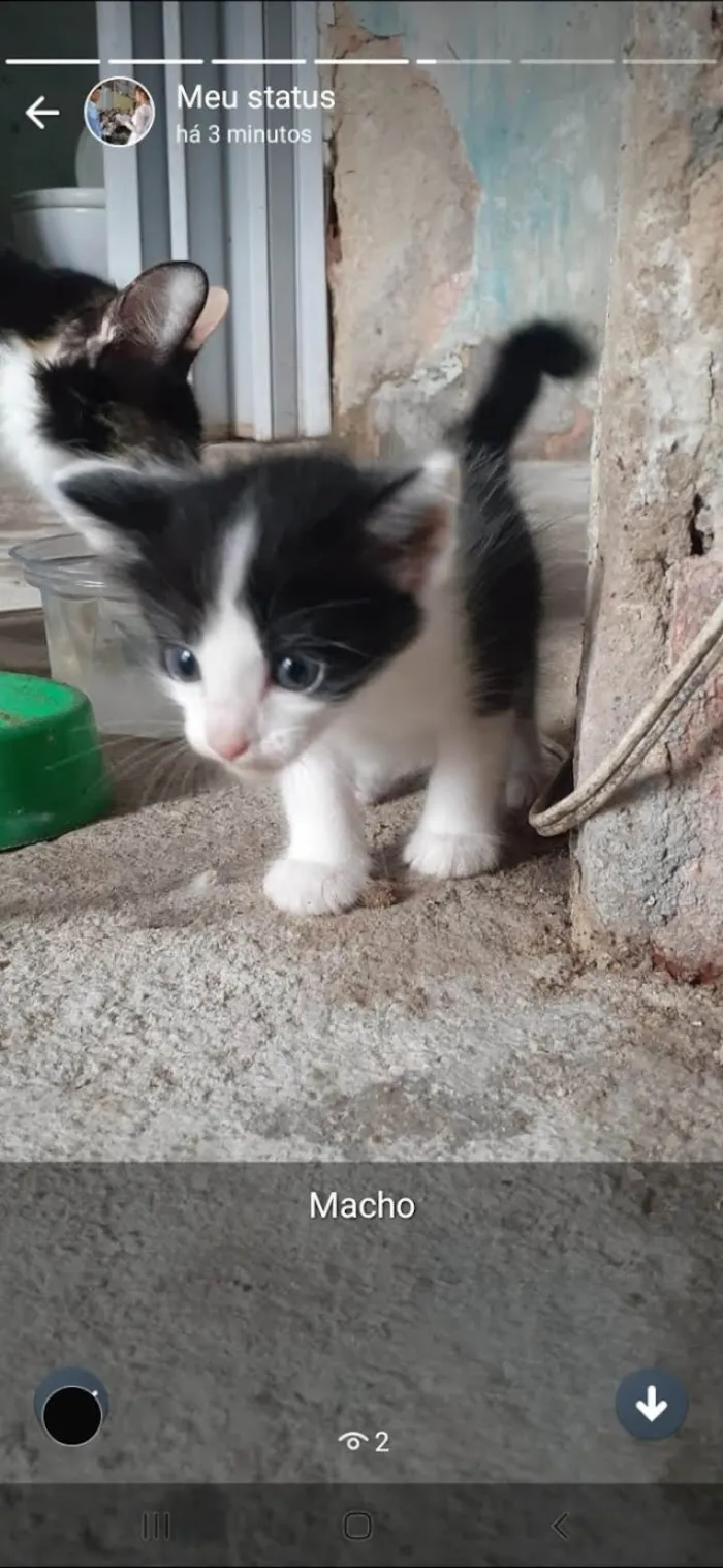 Gato ra a SRD-ViraLata idade Abaixo de 2 meses nome Sem nome 