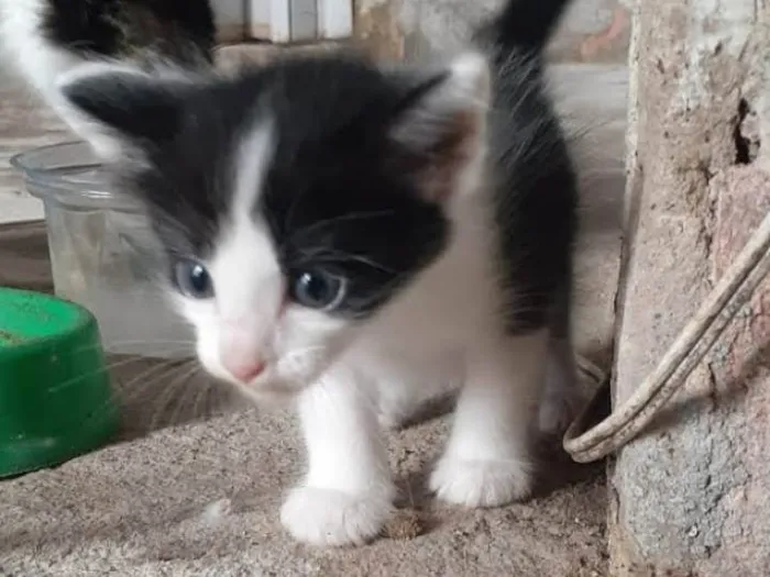 Gato ra a SRD-ViraLata idade Abaixo de 2 meses nome Sem nome 