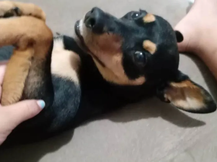 Cachorro ra a Pinscher idade 5 anos nome Spack