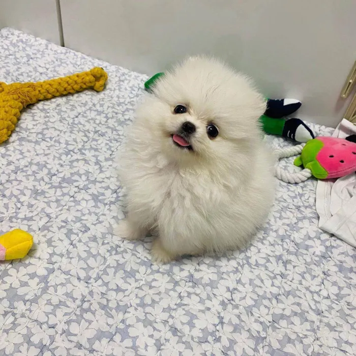 Cachorro ra a SRD-ViraLata idade Abaixo de 2 meses nome Lily 