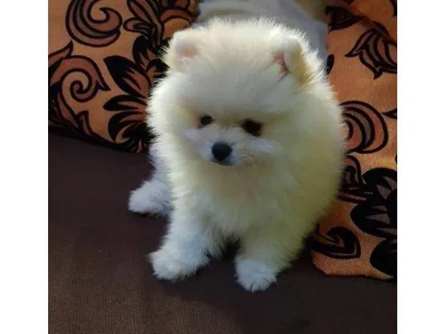 Cachorro ra a SRD-ViraLata idade Abaixo de 2 meses nome Lily 