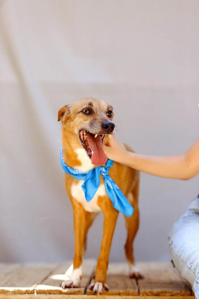 Cachorro ra a SRD-ViraLata idade 5 anos nome Waslan