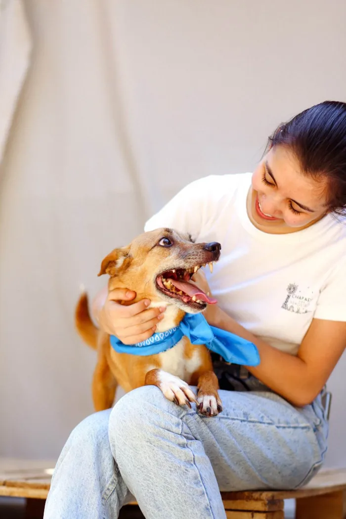 Cachorro ra a SRD-ViraLata idade 5 anos nome Waslan