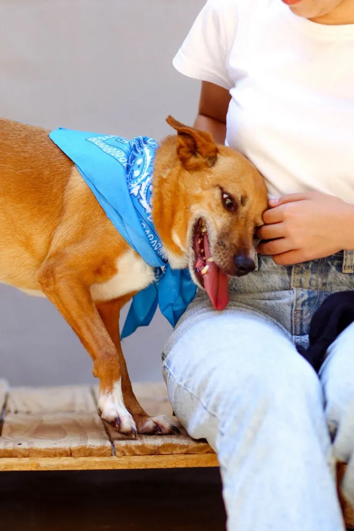 Cachorro ra a SRD-ViraLata idade 5 anos nome Waslan