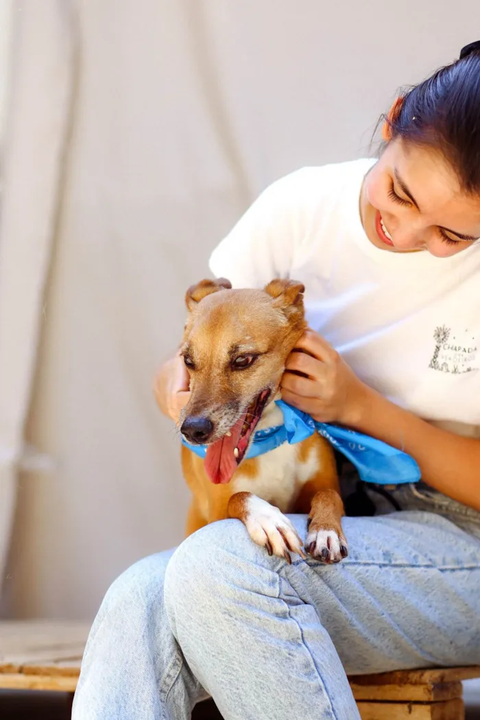 Cachorro ra a SRD-ViraLata idade 5 anos nome Waslan