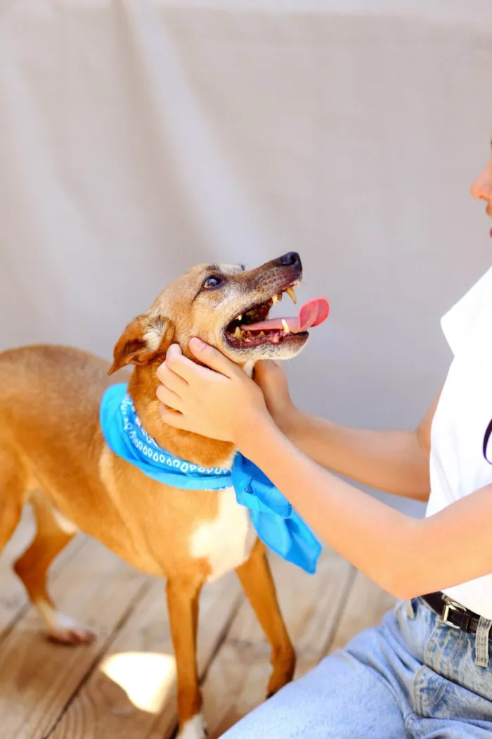 Cachorro ra a SRD-ViraLata idade 5 anos nome Waslan