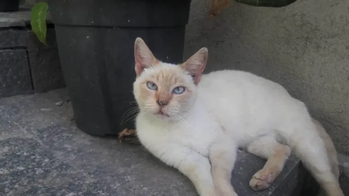 Gato ra a Srd idade 1 ano nome Chanel