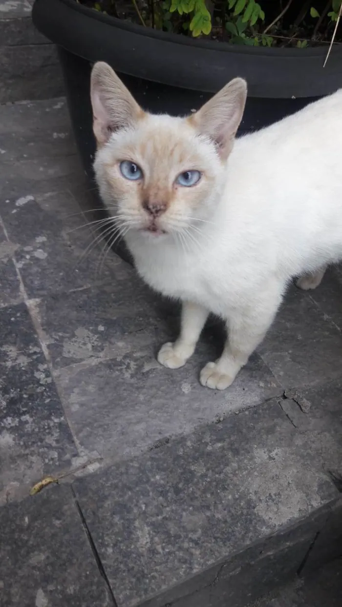 Gato ra a Srd idade 1 ano nome Chanel