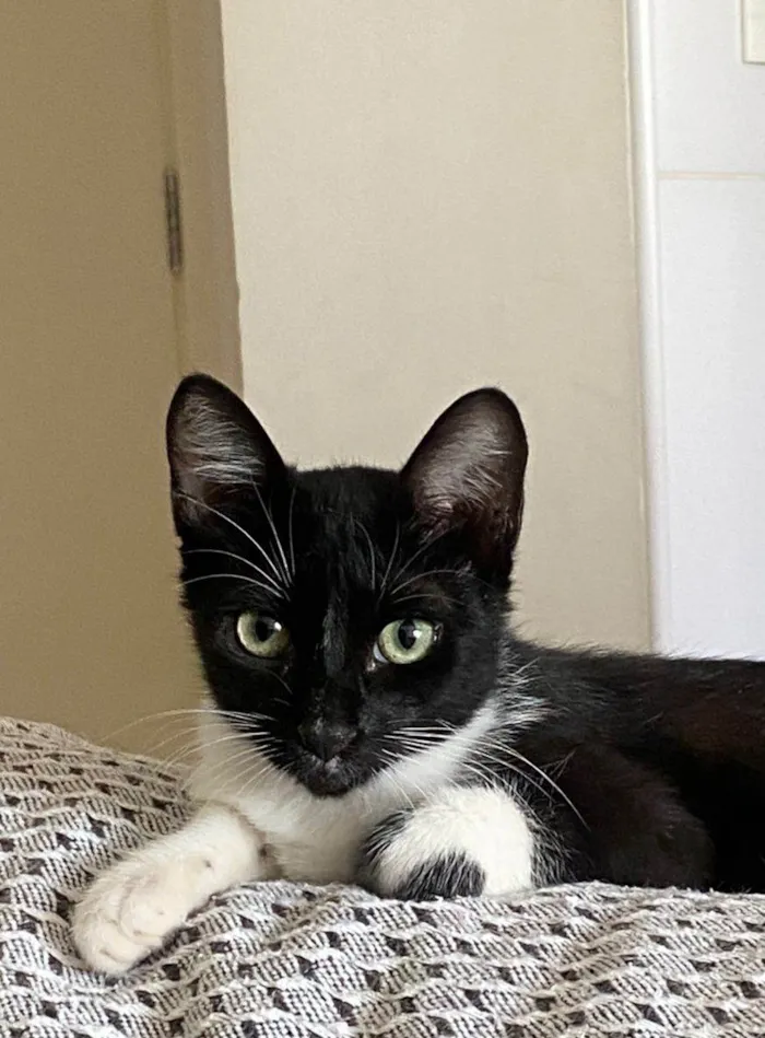 Gato ra a Srd idade 2 a 6 meses nome Mia