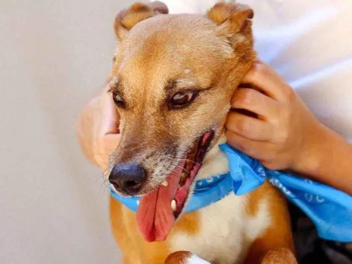 Cachorro ra a SRD-ViraLata idade 5 anos nome Waslan