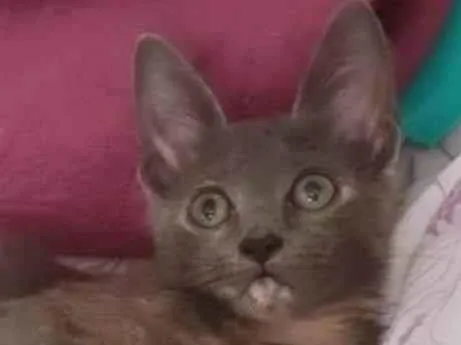 Gato ra a Srd  idade 2 a 6 meses nome Gaia