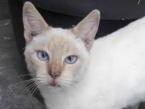 Gato raça Srd idade 1 ano nome Chanel