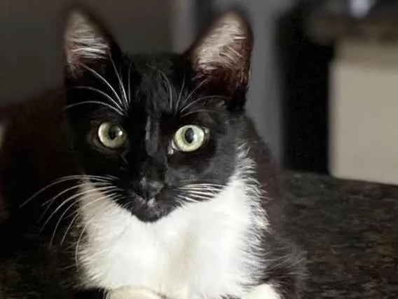 Gato ra a Srd idade 2 a 6 meses nome Mia