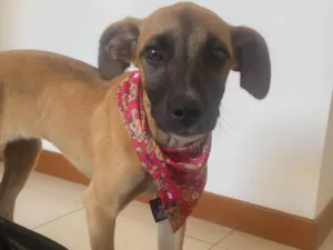Cachorro raça SRD-ViraLata idade 2 a 6 meses nome Valentina 