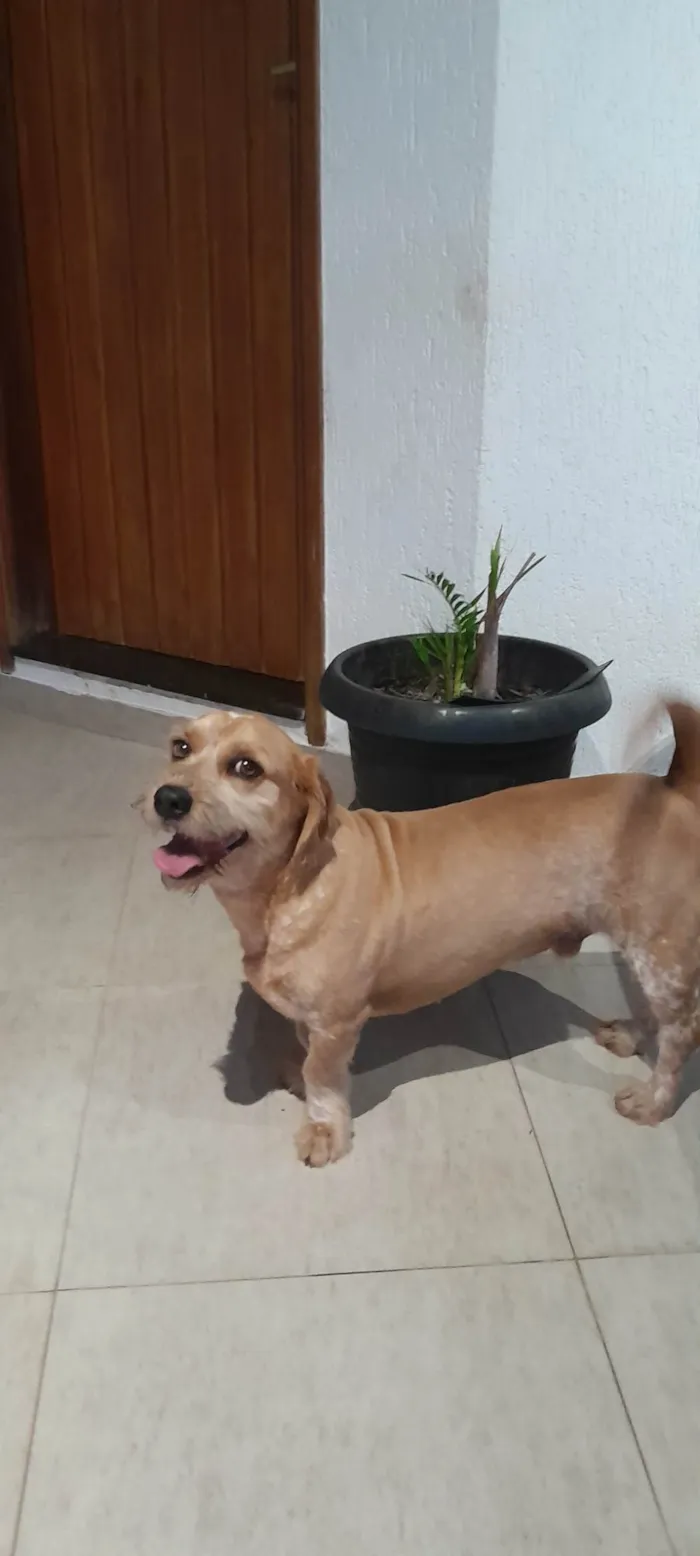 Cachorro ra a sem raça  idade 6 ou mais anos nome TODDY