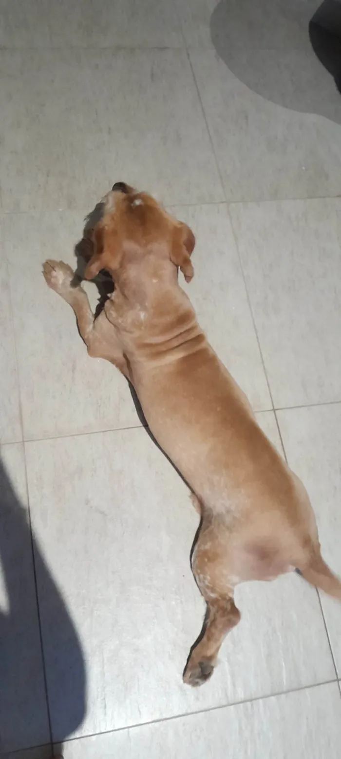 Cachorro ra a sem raça  idade 6 ou mais anos nome TODDY