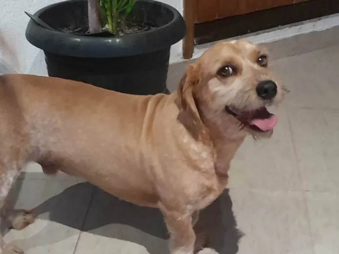 Cachorro ra a sem raça  idade 6 ou mais anos nome TODDY