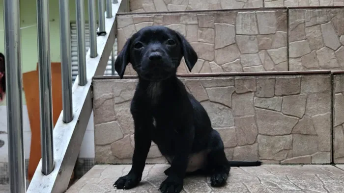 Cachorro ra a  idade Abaixo de 2 meses nome Filhote 