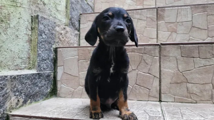 Cachorro ra a  idade Abaixo de 2 meses nome Filhote