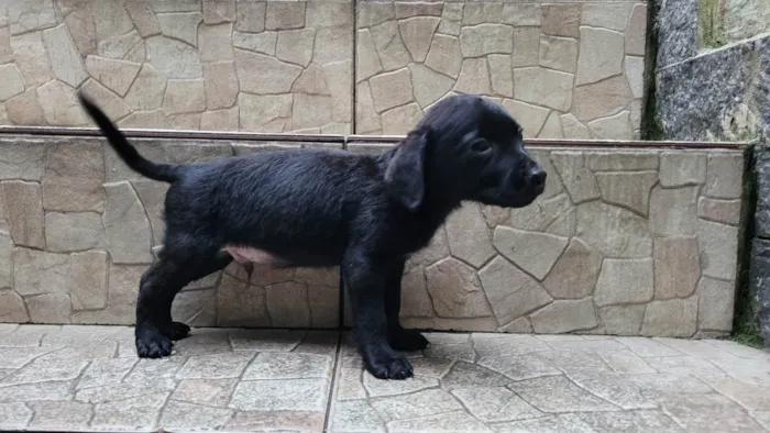 Cachorro ra a  idade Abaixo de 2 meses nome Filhote