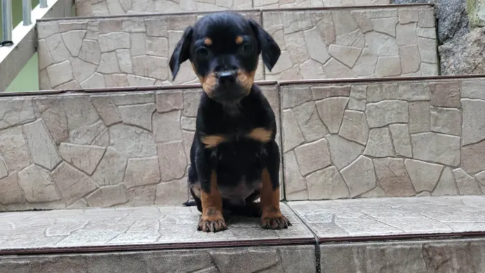 Cachorro ra a  idade Abaixo de 2 meses nome Filhote 