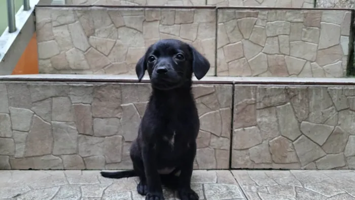 Cachorro ra a  idade Abaixo de 2 meses nome Filhote