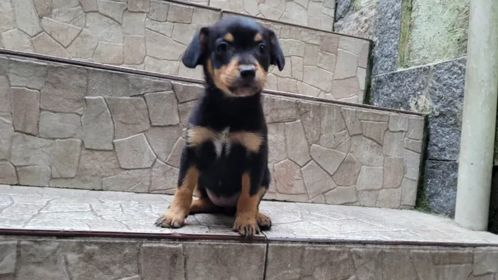 Cachorro ra a  idade Abaixo de 2 meses nome Filhote