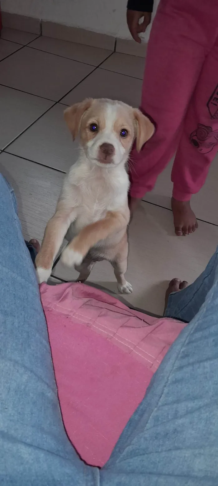 Cachorro ra a shitzu/vira-lata idade 2 a 6 meses nome como são filhotes ainda não colocamos nomes neles, vira-lata