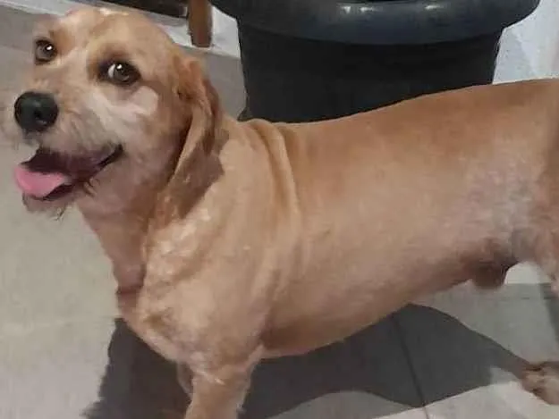 Cachorro ra a sem raça  idade 6 ou mais anos nome TODDY