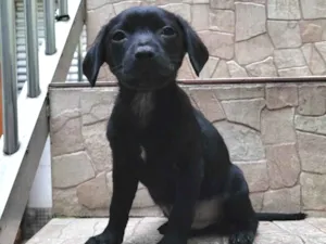 Cachorro raça  idade Abaixo de 2 meses nome Filhote 