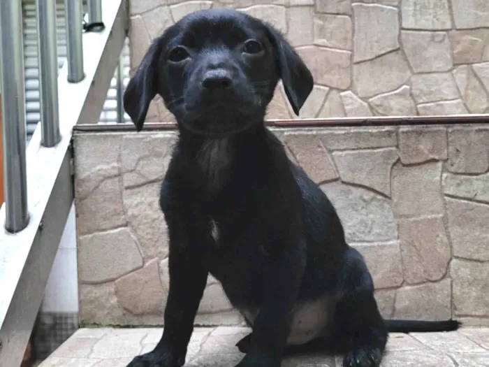 Cachorro ra a  idade Abaixo de 2 meses nome Filhote 