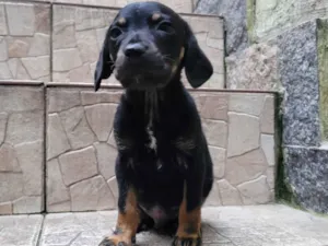 Cachorro raça  idade Abaixo de 2 meses nome Filhote